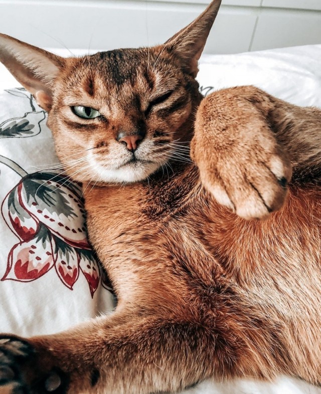 Котовторник ведь начался!