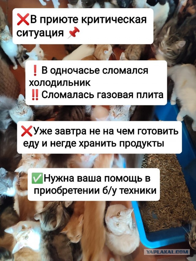 Котики в беде