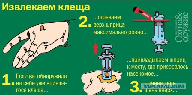 Только что вытащил клеща из головы среднего
