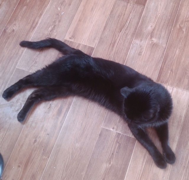 Смириться с котом