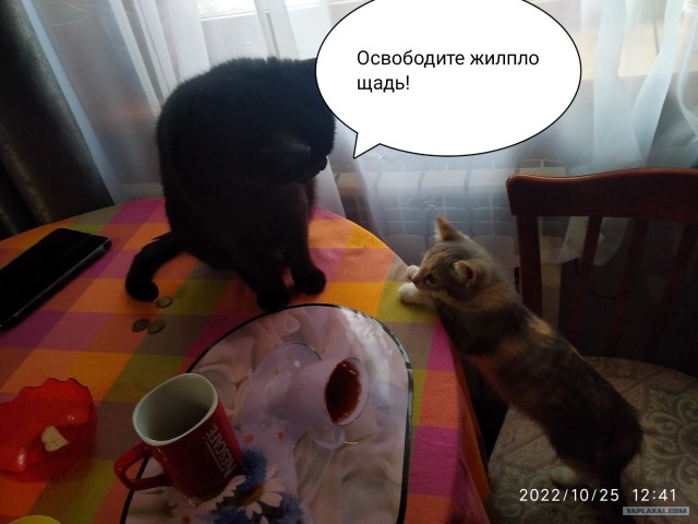 Что делать, если пришел кот?