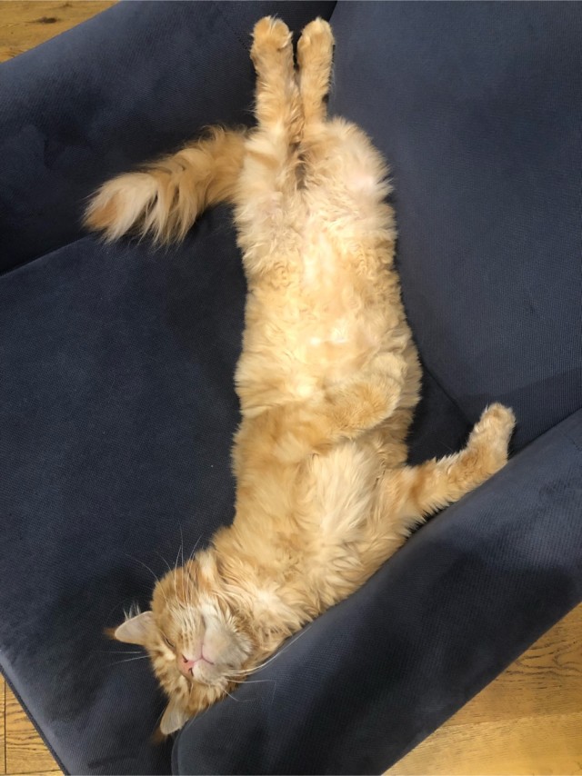 Вторник, ваши коты и кошки в студию