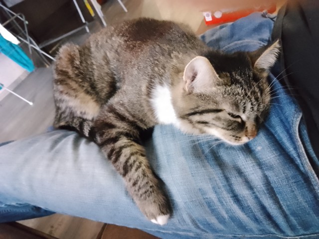 Мой котовторник