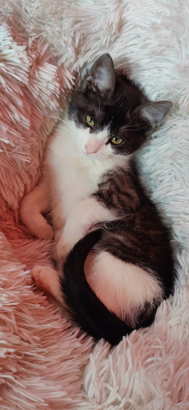 Начинаем котовторник.