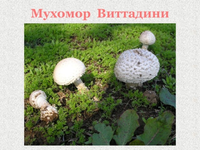 Победная поступь идиотизма по планете – том 11