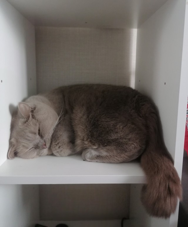 Котовторник