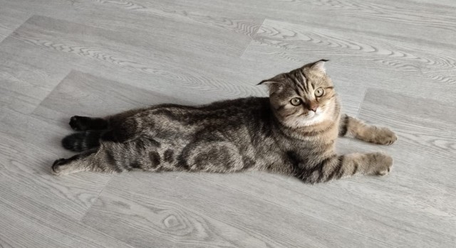 Котовторник Рыжих