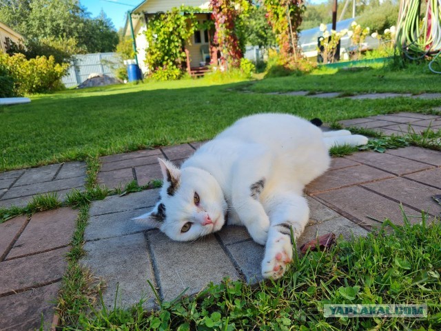 К - Котовторник ☺ Пополнение