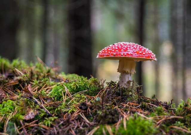 Пермский край станет первым в России официальным поставщиком мухоморов филиппинским шаманам