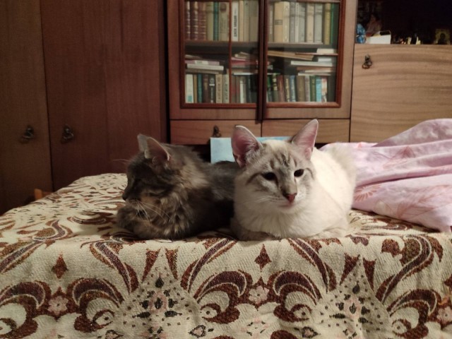 Господа, не котовторник, но нужна помощь