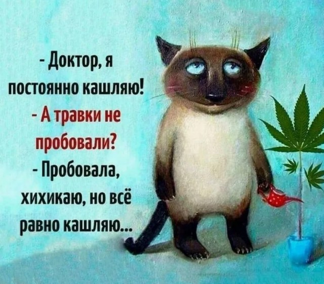 Жизнь домашнего приюта "Котоленд" 430