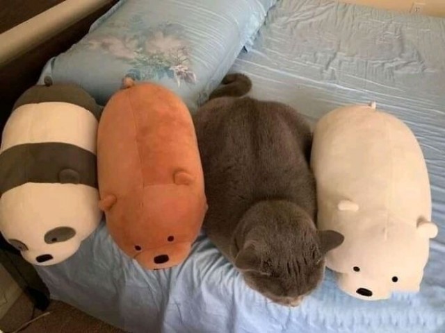 Котовторник в картинках