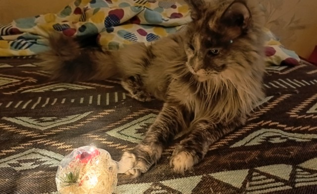 Ну-с, с наступившим староновогодним котовторником