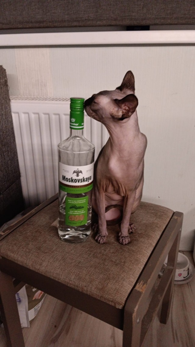 У нас еще котовторник