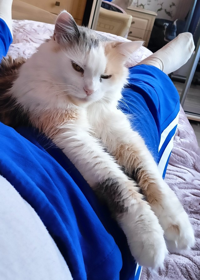 Тёплое, лаповое к котовторнику.