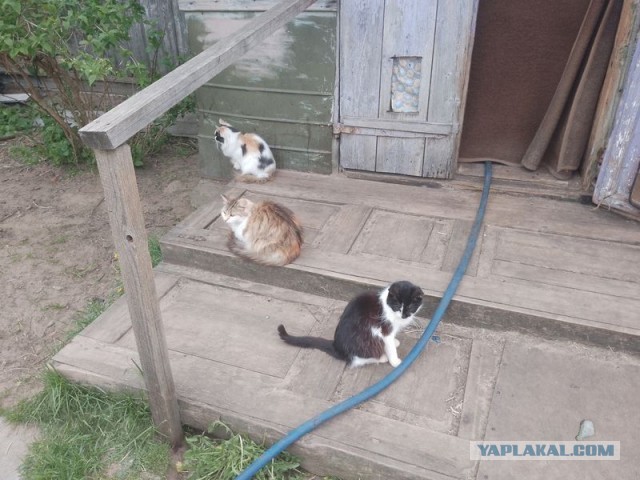 Жизнь домашнего приюта для котеек 543