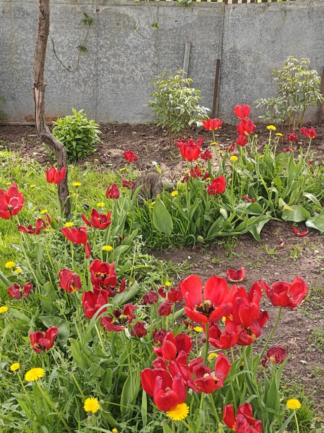 Привет от Швэпса с дачи!