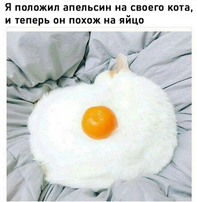 К котовторнику: подборка картинок-баянов с котиками и про котиков. Выпуск 9
