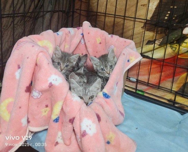 Котята познают мир