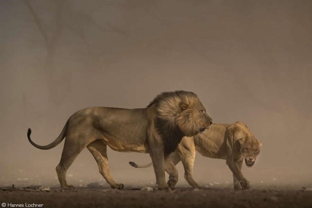 Объявлены победители фотоконкурса Africa Geographic Photographer of the Year 2025