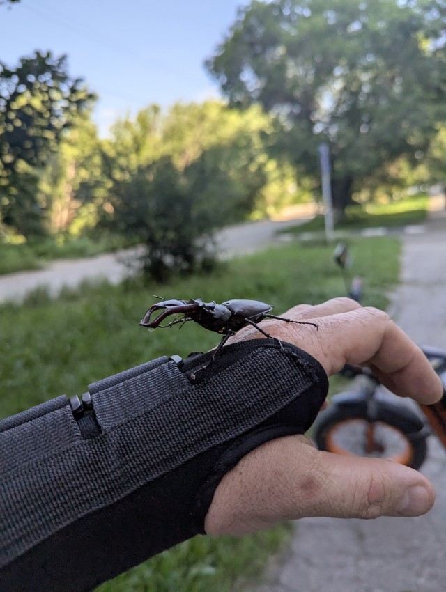 В догон про гигантских жуков