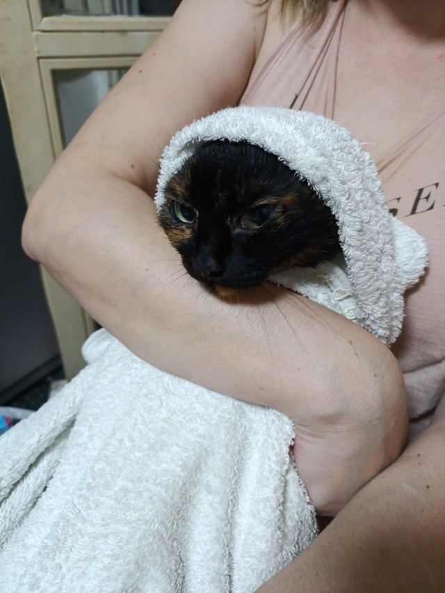 Котовторник