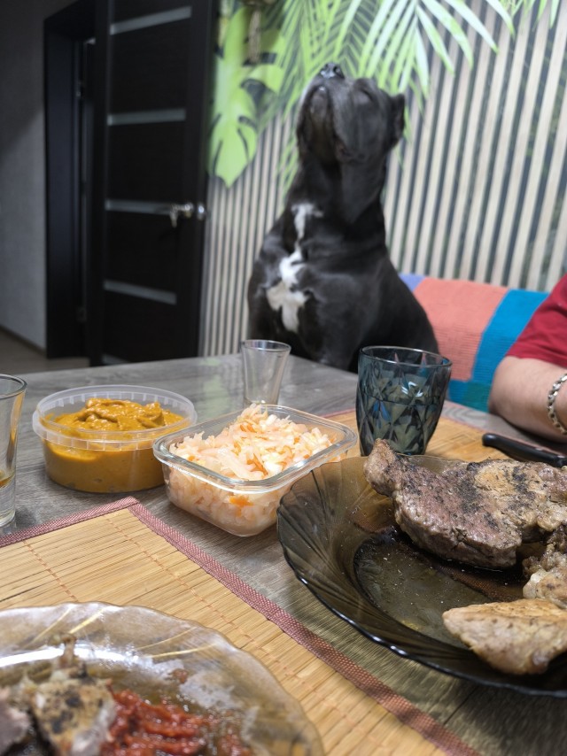 Собака - дзен поймака.