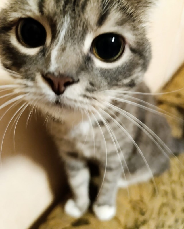 Человеку нужен кот). К котовторнику посвящается!