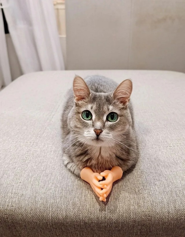 Наши коты