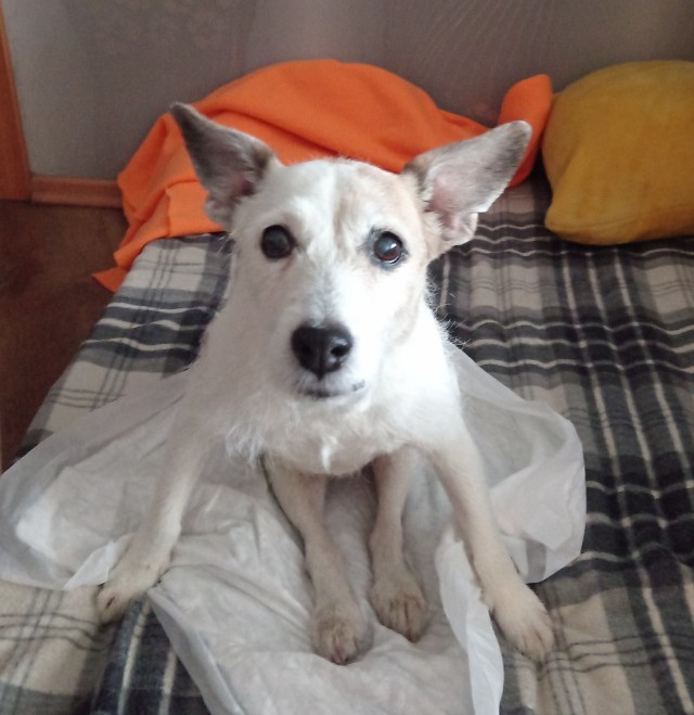 Жаклин 2.0.