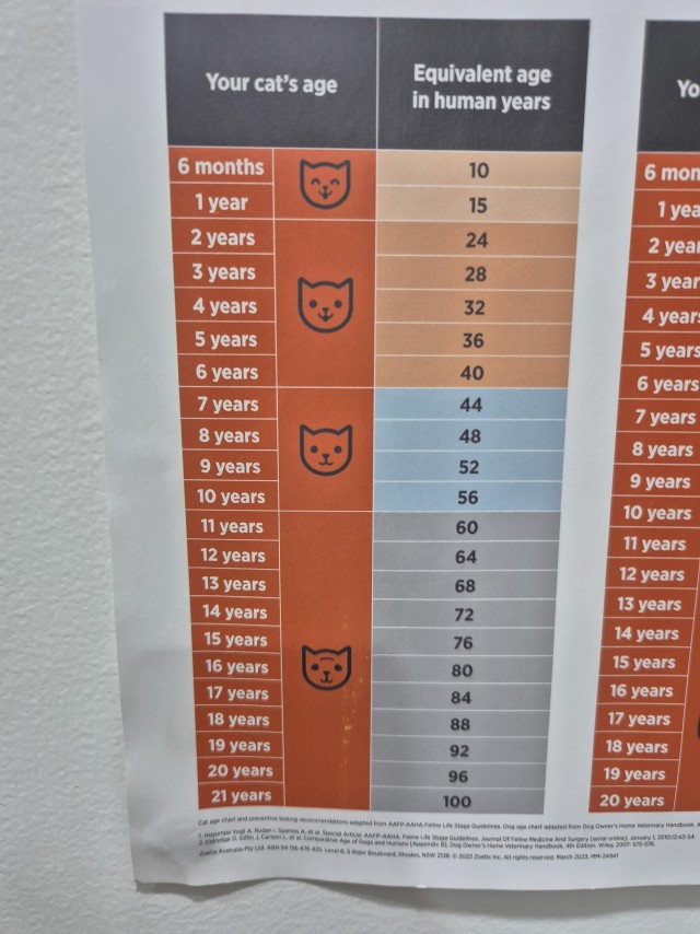 98 лет (котовторник)
