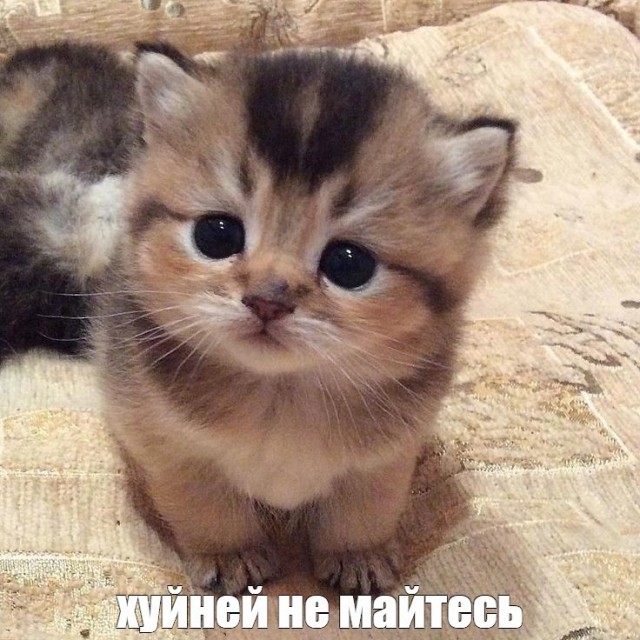 Запоминаем образец