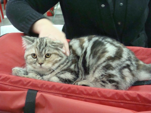 Выставка кошек. Котовторник
