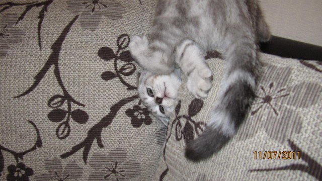 Котовторник   17.12.2013