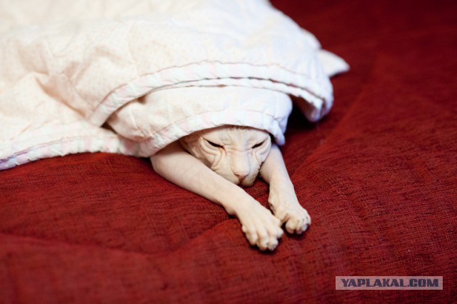 Всё, мне походу пистец!