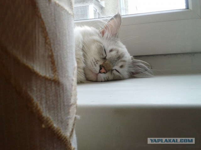 Котовторник 18.03.2014