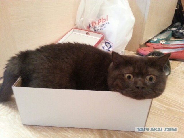 Большие котики тоже любят коробки