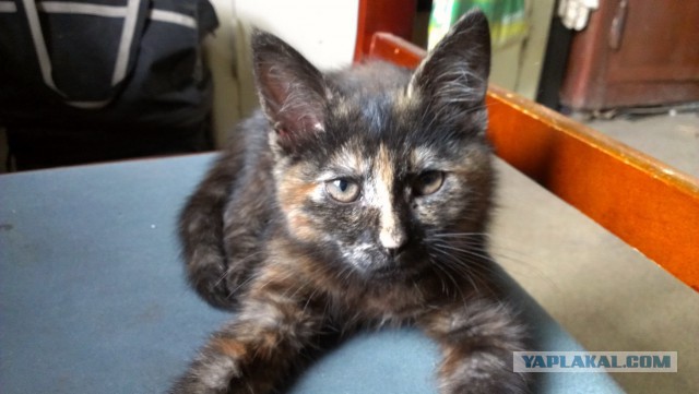 Котовторник 01.07.2014