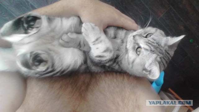 Котовторник 12.08.2014