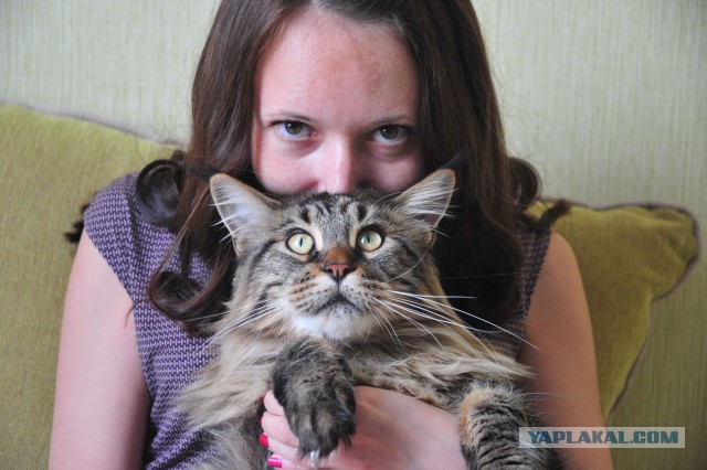 Котовторник 26.08.14.