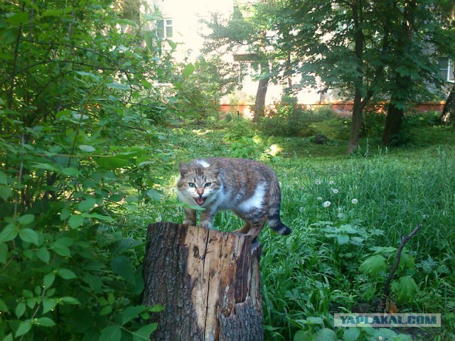 Котовторник 02.09.2014