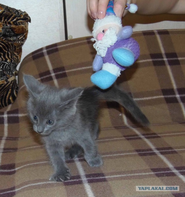 Котовторник 30.09.2014