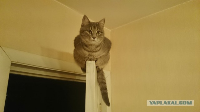Забавы наших усатых-полосатых