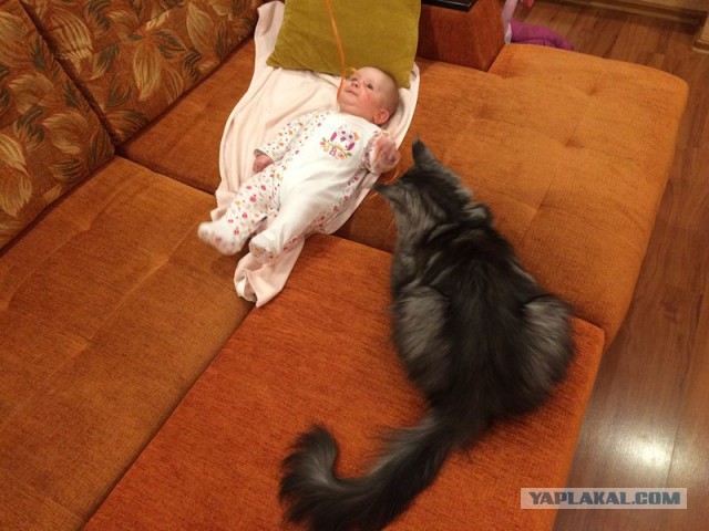 Котовторник 23.12.2014