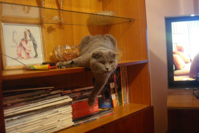 Котовторник