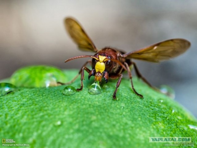 Лучшие фотографии от National Geographic за ноябрь