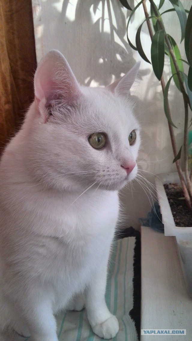Котовторник  21.07.2015