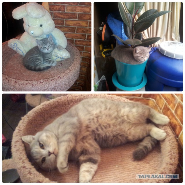 Котовторник 13.10.2015