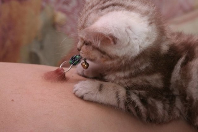 Коты, они - как люди!