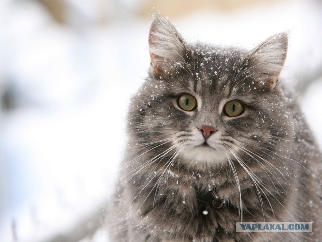 Котов урезать до минимума